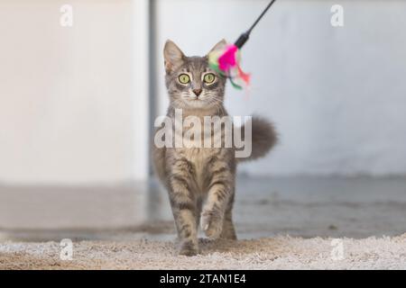 Niedliche Katze, die im Inneren Federspielzeug spielt Stockfoto