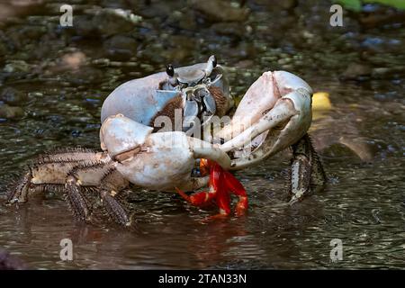 Christmas Island Blue Crab (Tuerkayana hirtipes oder Tuerkayana celeste) Fütterung einer roten Krabbe, Christmas Island, Australien Stockfoto