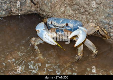 Christmas Island Blue Crab (Tuerkayana hirtipes oder Tuerkayana celeste) ernährt sich von fallenden Blättern in einem Bach im Wald, Christmas Island, Australien Stockfoto