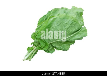 Collard Blätter Bündel isoliert auf weiß. Lose Laubart der Brassica oleracea. Grünes Gemüse. Berza Greens. Stockfoto