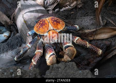 Eine riesige Kokoskrabbe oder Räuberkrabbe (Birgus latro) auf dem Boden des Regenwaldes, Christmas Island, Australien Stockfoto