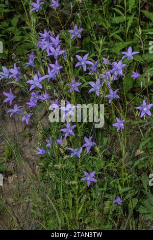 Die Glockenblume verteilt, Campanula patula in der Blüte auf dem Grasufer. Stockfoto