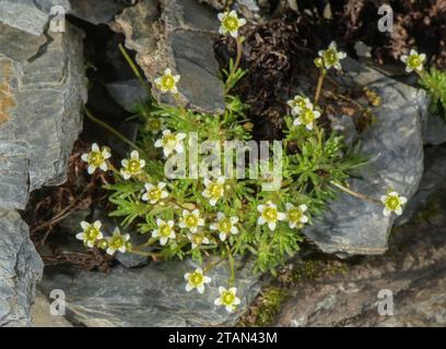 Moschussaxifrage, Saxifraga exarata ssp. Moschata, in Blume auf sauren Felsen, Andorra. Stockfoto