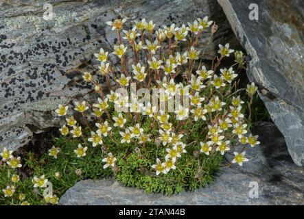 Moschussaxifrage, Saxifraga exarata ssp. Moschata, in Blume auf sauren Felsen, Andorra. Stockfoto