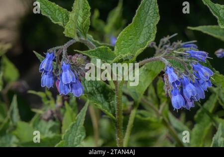Kaukasischer Beinwell, Symphytum caucasicum in der Blüte Stockfoto