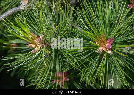 Männliche Blüten von Arolla-Kiefer, Pinus cembra, im Frühjahr. Stockfoto