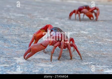 Rote Krabben (Gecarcoidea natalis), die während ihrer jährlichen Migration auf Christmas Island, Australien, unterwegs sind Stockfoto