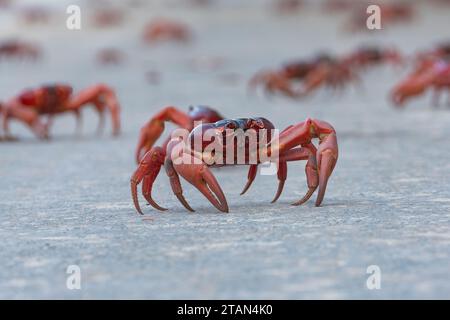 Die rote Krabbe (Gecarcoidea natalis) überquert die Straße während ihrer jährlichen Migration auf Christmas Island, Australien Stockfoto