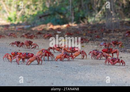 Rote Krabben (Gecarcoidea natalis), die während ihrer jährlichen Migration auf Christmas Island, Australien, unterwegs sind Stockfoto