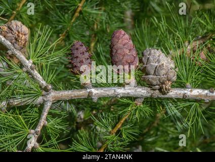 Weibliche Kegel der europäischen Lärche, Larix decidua; sowohl die Kegel dieses Jahres als auch des letzten Jahres. Stockfoto