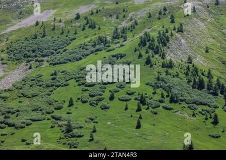 Blick auf ca. 2200 m auf den Col du Lautaret, mit Blick auf die Baumlinie in beweidetem alpinen Grasland. Stockfoto