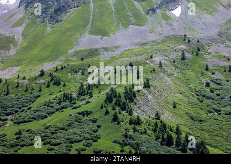 Blick auf ca. 2200 m auf den Col du Lautaret, mit Blick auf die Baumlinie in beweidetem alpinen Grasland. Stockfoto