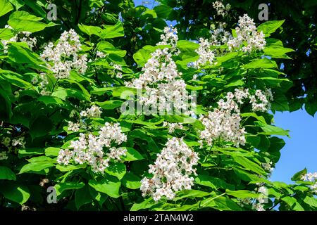 Große Zweige mit dekorativen weißen Blüten und grünen Blättern der Catalpa bignonioides Pflanze, die allgemein als südlicher Catalpa, Zigarrenkrane oder indische Be bekannt ist Stockfoto