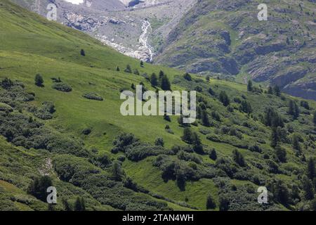 Blick auf ca. 2200 m auf den Col du Lautaret, mit Blick auf die Baumlinie in beweidetem alpinen Grasland. Stockfoto