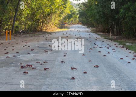 Rote Krabben (Gecarcoidea natalis) überqueren die Straße während ihrer jährlichen Migration auf Christmas Island, Australien Stockfoto