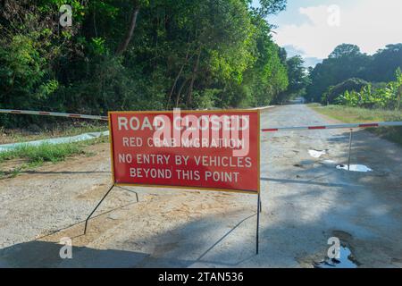 Straßensperre während der Wanderung der Roten Krabben (Gecarcoidea natalis), Christmas Island, Australien Stockfoto