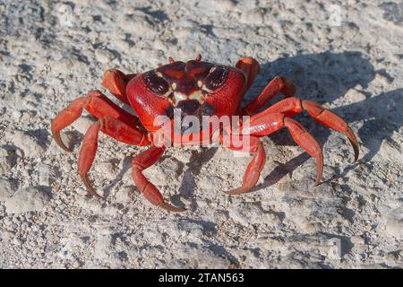 Nahaufnahme einer Roten Krabbe (Gecarcoidea natalis), die während ihrer jährlichen Migration die Straße überquert, Christmas Island, Australien Stockfoto