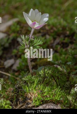 Monte Baldo Anemone, Anemone baldensis in Blume in hohem Kalkgrasland, Italien. Stockfoto