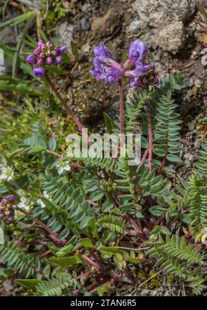 Bergmilchwicke, Oxytropis jacquinii, in Blüte, hoch in den Dolomiten. Stockfoto