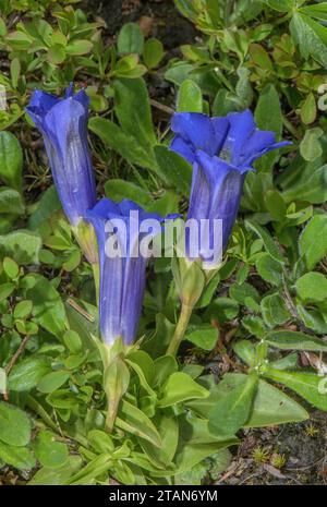 Trompete Enzian, Gentiana acaulis, in Blüte in den Dolomiten. Stockfoto