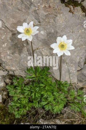 Monte Baldo Anemone, Anemone baldensis in Blume in hohem Kalkgrasland, Italien. Stockfoto