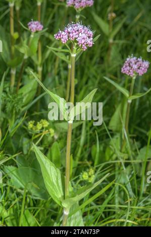 Valerian, Valeriana montana, blühend im Bergrasenland. Stockfoto