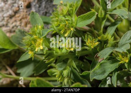 Kriechendes Sibbaldia, Sibbaldia procumbens, in Blüte am Rande eines schmelzenden Schneelands. Stockfoto