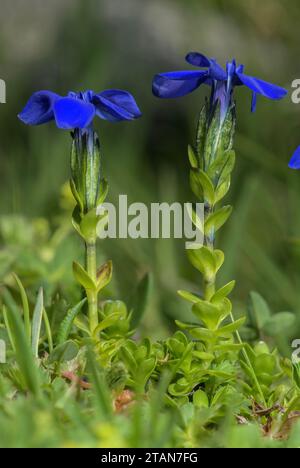 Bayerische Enzian, Gentiana bavarica, in Blüte auf feuchten Weiden auf 2200 m, Ostschweizer Alpen. Stockfoto