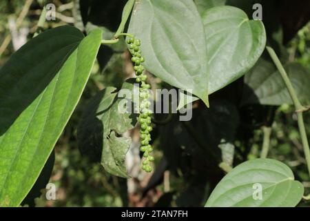 Nahaufnahme eines sich entwickelnden schwarzen Pfeffers (Piper nigrum) mit den unreifen grünen Pfefferkörnern hängt an einem Blattknoten Stockfoto