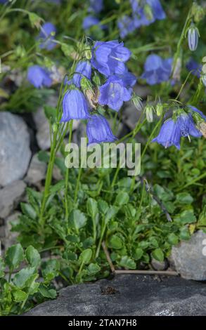 Feenhülle, Campanula cochleariifolia, in Blume auf felsigem Ufer. Stockfoto