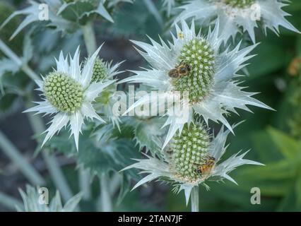 Silberne Seeholly, Eryngium spinalba in Blüte in den Südwestalpen. Stockfoto