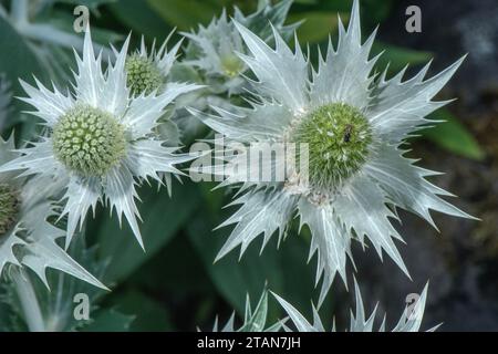 Silberne Seeholly, Eryngium spinalba in Blüte in den Südwestalpen. Stockfoto