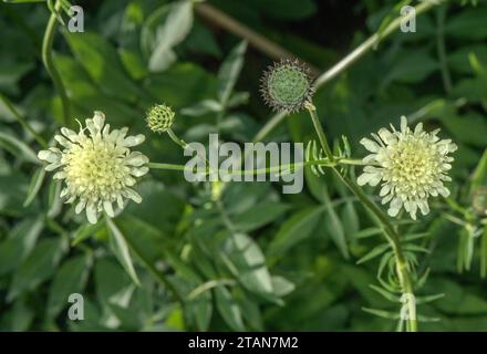 Riesiger Skabius, Kephalaria gigantea in Blume, Kaukasus. Stockfoto