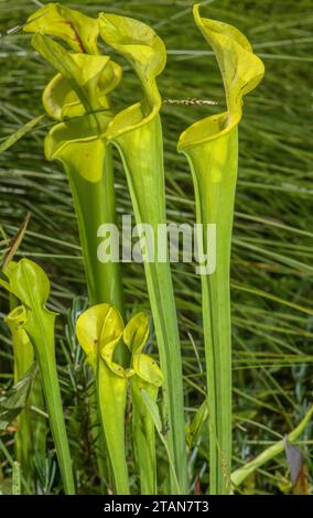 Gelbe Pitcherpflanze, Sarracenia flava auf feuchter sumpfiger Wiese im Südosten der USA. Stockfoto