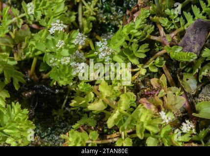 Kriechender Marschkraut, Apium repens, auf feuchter Sumpfweide. Sehr selten in Großbritannien. Stockfoto