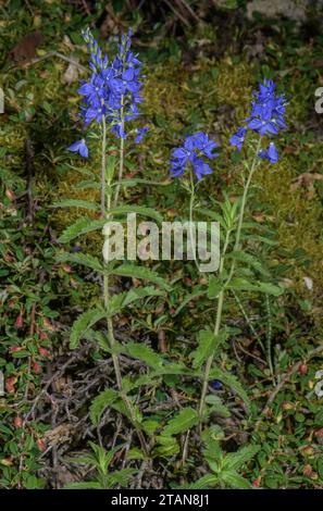 Österreichischer speedwell, Veronica teucrium, in Blume. Stockfoto