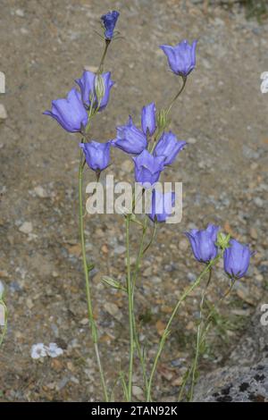 Pfirsichblättrige Glockenblume, Campanula persicifolia in Blüte am grasbewachsenen Straßenufer. Frankreich. Stockfoto