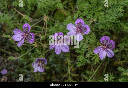 Schwarzäugige Reiherrechnung, Erodium petraeum ssp. Glandulosum in Blüte in den Pyrenäen. Stockfoto