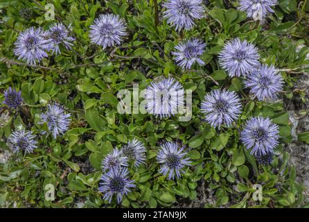 Verfilzte Globularia, Globularia cordifolia, in Blüte. Frankreich. Stockfoto