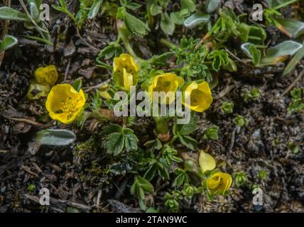 Zwerg Cinquefoil, Potentilla brauniana in Blüte am Rande einer schmelzenden Schneedecke, Col de L'Iseran, französische Alpen. Stockfoto