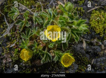 Zwerg Cinquefoil, Potentilla brauniana in Blüte am Rande einer schmelzenden Schneedecke, Col de L'Iseran, französische Alpen. Stockfoto