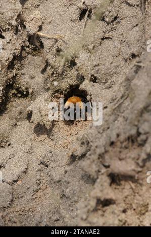 Natürliche vertikale Nahaufnahme einer schwarz-braunen Weibchen Clarkes Bergbaubiene, Andrena Clarkella verlässt ihr Nest Stockfoto