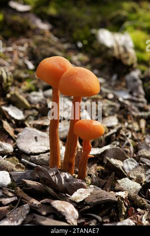 Natürliche vertikale Nahaufnahme einer Gruppe von aufkommenden essbaren orangefarbenen Scurfy Deceiver Pilzen, Laccaria proxima Stockfoto