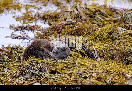 Ein Otter Lutra Lutra, der zwischen den Algen am Rande eines schottischen Lochs auf der Isle of Mull gefunden wurde Stockfoto