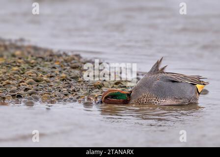 Ein Drake Teal Anas Crecca, der sich in einem Süßwasserbecken im RSPB Frampton Marsh, Frampton, Boston, Lincolnshire, Großbritannien, ernährt Stockfoto