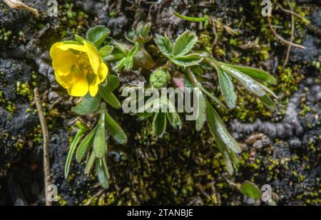 Zwerg Cinquefoil, Potentilla brauniana in Blüte am Rande einer schmelzenden Schneedecke, Col de L'Iseran, französische Alpen. Stockfoto