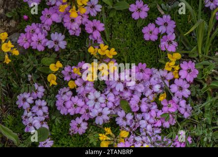 Moss campion, Silene acaulis, Blütenkissen, hoch in den französischen Alpen. Stockfoto