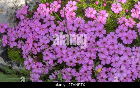 Moss campion, Silene acaulis, Blütenkissen, hoch in den französischen Alpen. Stockfoto