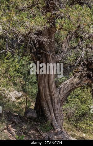 Der spanische wacholder, Juniperus thurifera, wächst in den westlichen französischen Alpen in Saint Crépin. Stockfoto