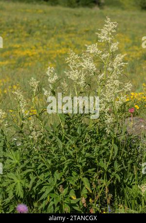 Alpenknotengras, Polygonum alpinum, in Blüte auf Hochalpenweide, französische Alpen. Stockfoto